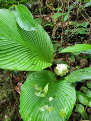 Goeppertia granvillei
