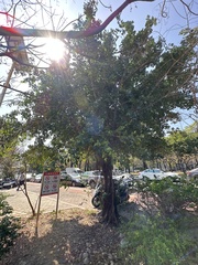 Ficus microcarpa microcarpa