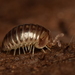 California Pill Millipede - Photo (c) Grant Wang, some rights reserved (CC BY-NC), uploaded by Grant Wang