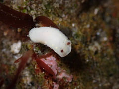 Cadlina flavomaculata