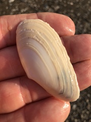 Megangulus bodegensis