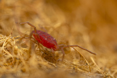 Smarididae