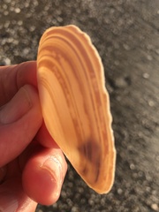 Megangulus bodegensis