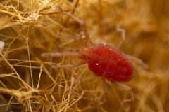 Smarididae
