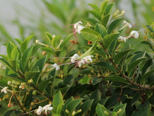 scrambling clerodendrum