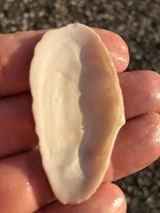 Megangulus bodegensis