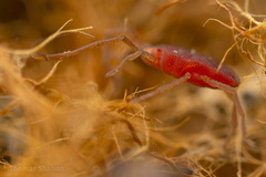Smarididae