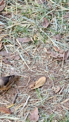 Pseudonigrita arnaudi