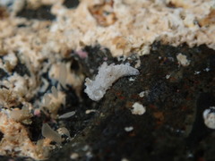 Aegires albopunctatus