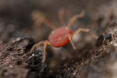 Smarididae