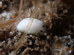 Cadlina flavomaculata