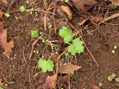 Ranunculus uncinatus