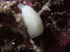 Cadlina flavomaculata