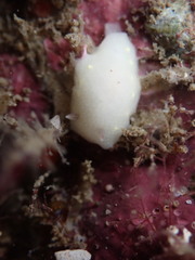 Cadlina flavomaculata