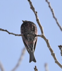 Leucosticte atrata