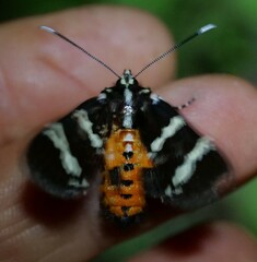 Hecatesia fenestrata