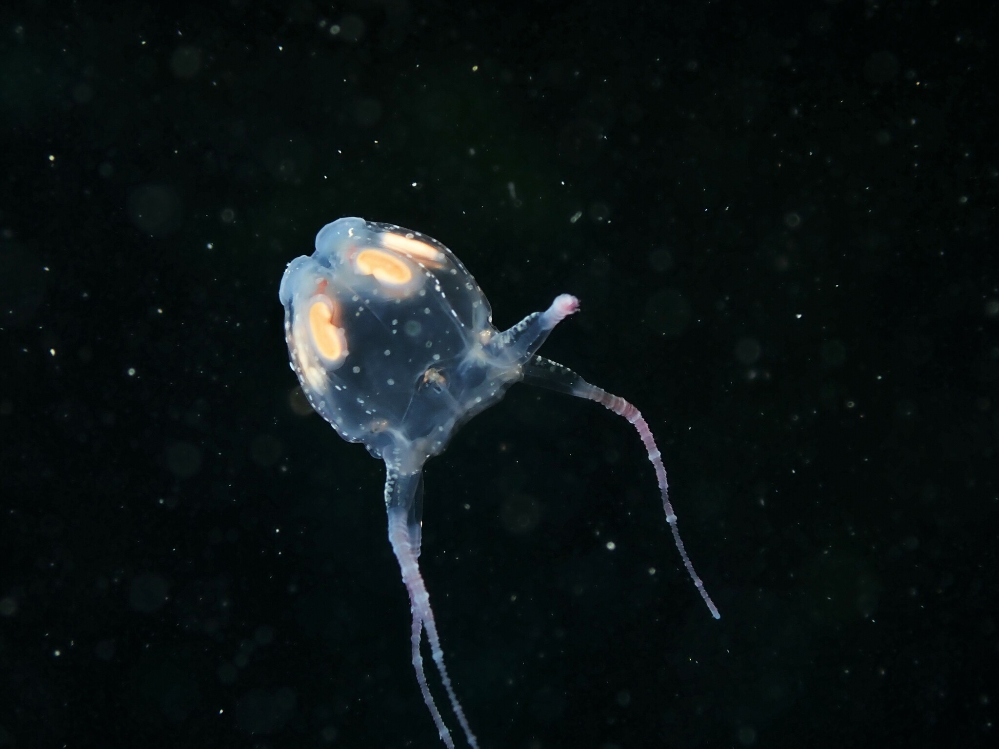 Copula sivickisi (Stiasny, 1926)