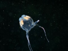 Copula sivickisi