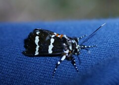 Hecatesia fenestrata