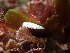 Aegires albopunctatus