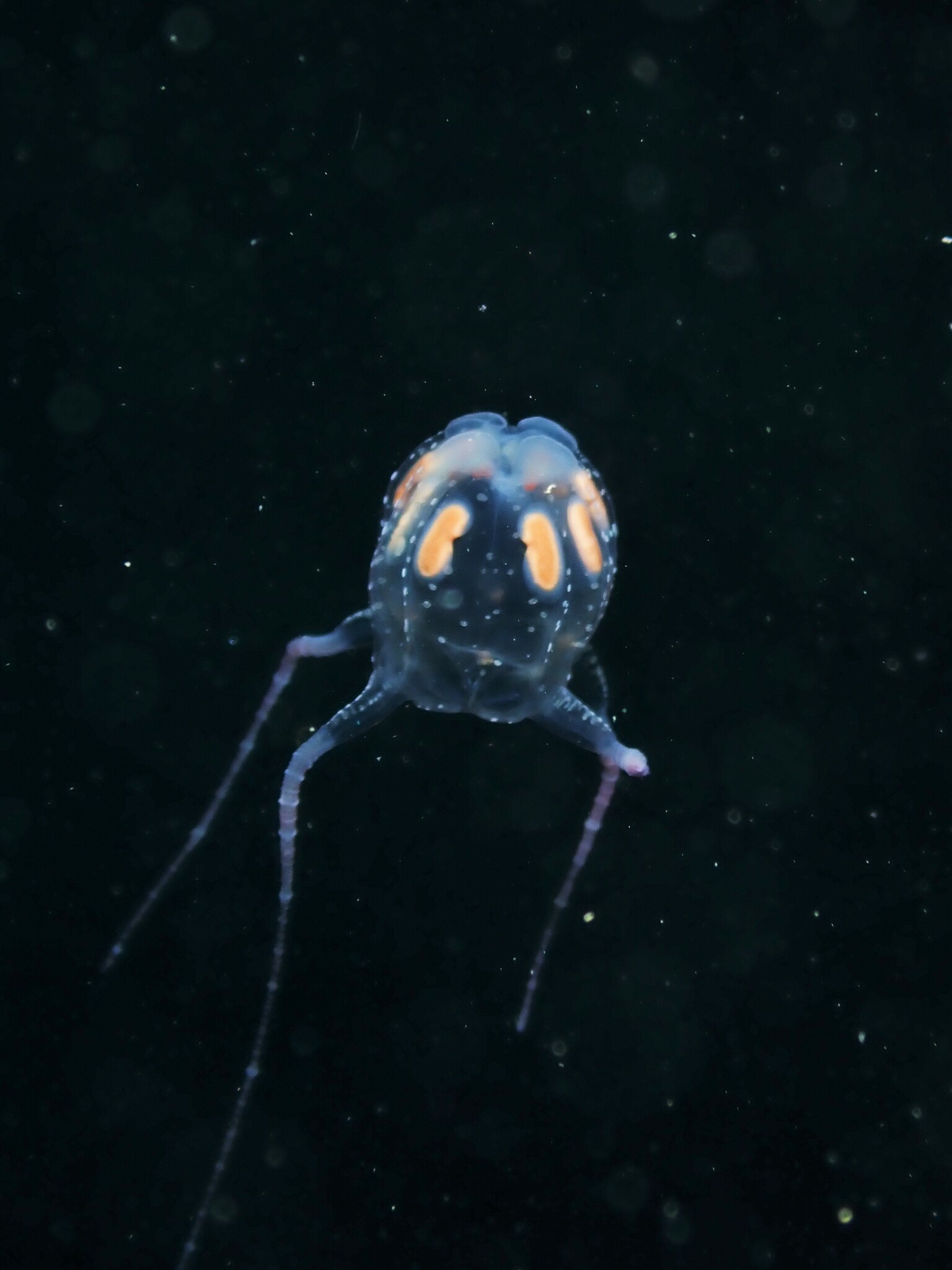 Copula sivickisi (Stiasny, 1926)