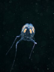 Copula sivickisi