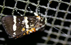 Hecatesia fenestrata