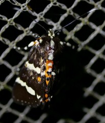 Hecatesia fenestrata