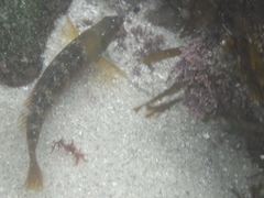 Halichoeres semicinctus