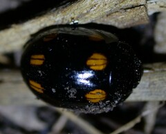 Paropsisterna octosignata