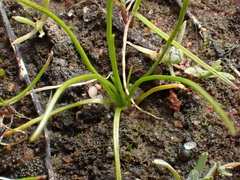 Isoetes orcuttii