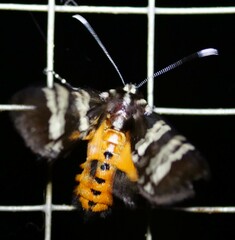 Hecatesia fenestrata