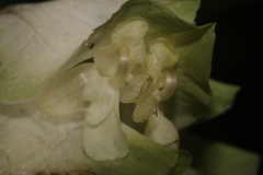 Goeppertia granvillei