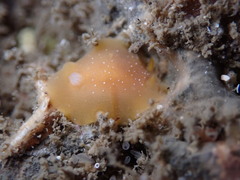 Baptodoris mimetica