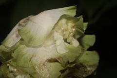 Goeppertia granvillei