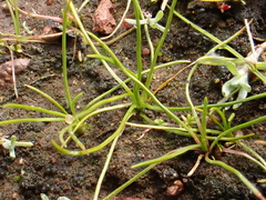 Isoetes orcuttii