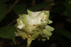 Goeppertia granvillei