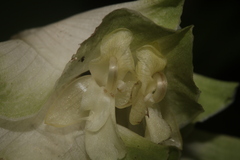 Goeppertia granvillei