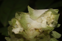 Goeppertia granvillei