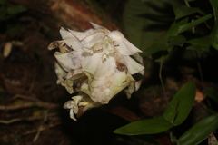 Goeppertia granvillei