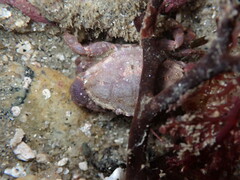 Cycloxanthops novemdentatus