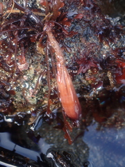 Styela montereyensis