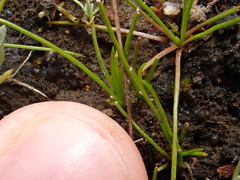 Isoetes orcuttii