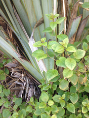Fuchsia perscandens