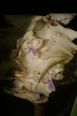 Goeppertia granvillei