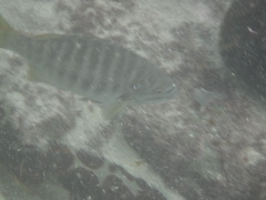 Kyphosus azureus