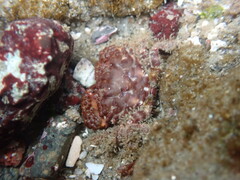 Paraxanthias taylori
