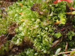 Geothallus tuberosus