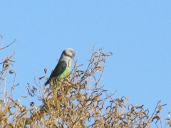 Psittacula columboides