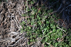 Lamium amplexicaule